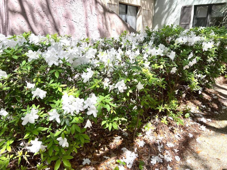ヒルトンヘッドアイランド New Pics! Harbour Town 3Br/3Ba - Pool Access - Book Nowヴィラ エクステリア 写真